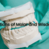 The Functions of Molar and Wisdom Teeth