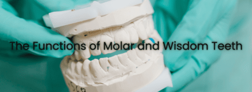 The Functions of Molar and Wisdom Teeth