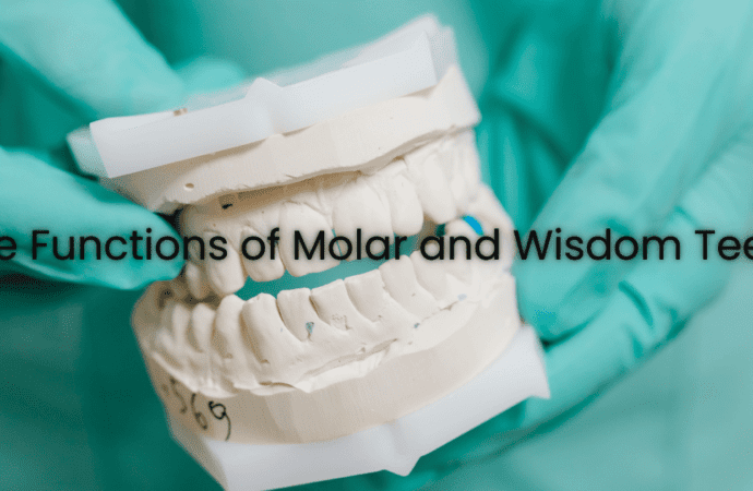 The Functions of Molar and Wisdom Teeth